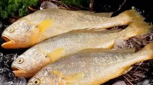 海鱼能人工饲养吗,海鱼可以自己养吗