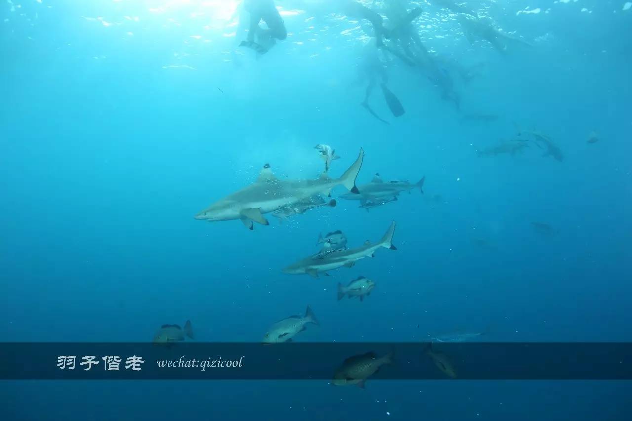 帕劳旅游发展的前景,去帕劳注意事项和必备品