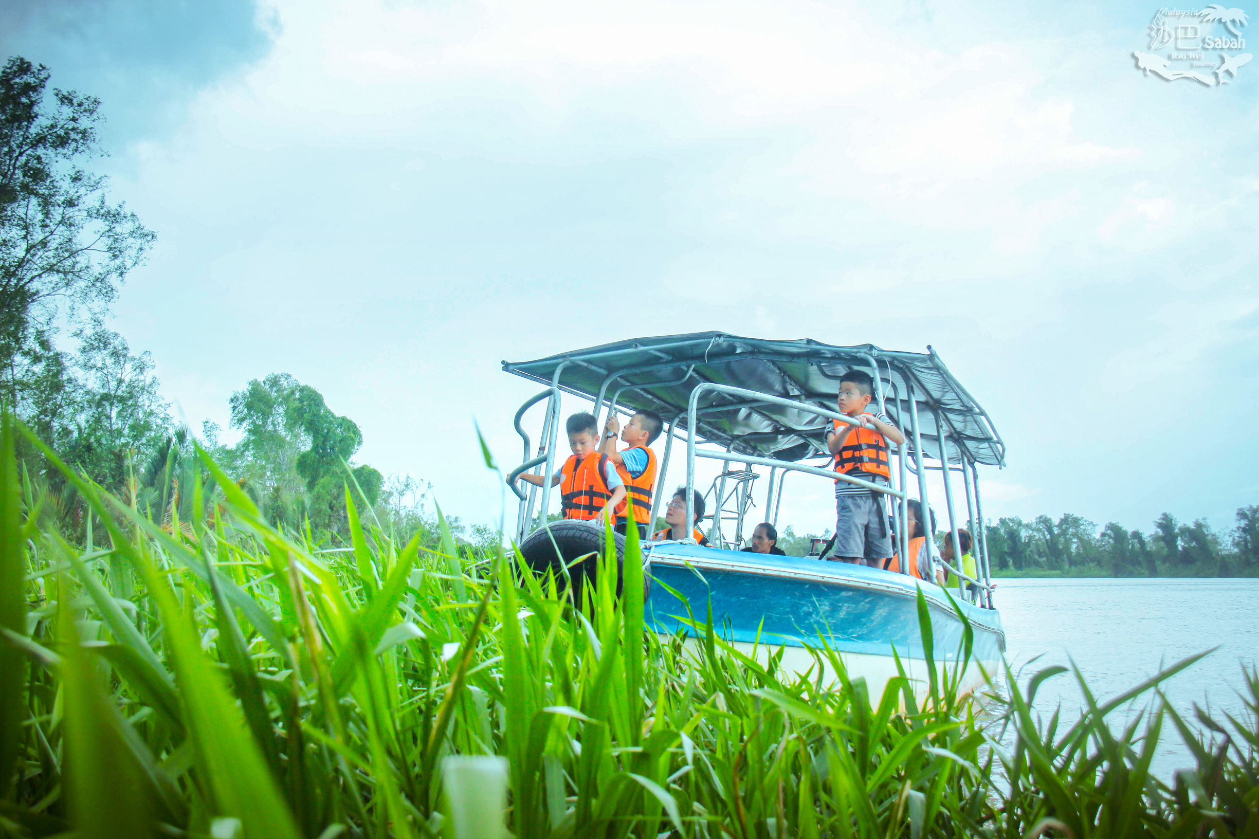 热带雨林是毒还是美威士顿红树林里有怎样的奥秘