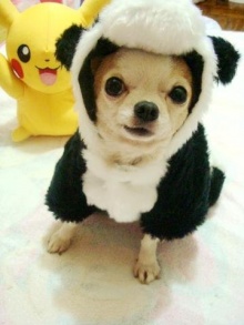 新手养狗须知疫苗,新手养狗须知这三件事不能对狗做