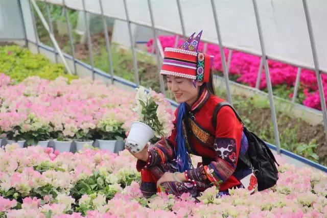 云南花海之行,云南花海基地旅游攻略