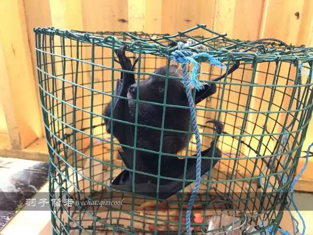 帕劳旅行真实感受,三次帕劳是一种什么体验