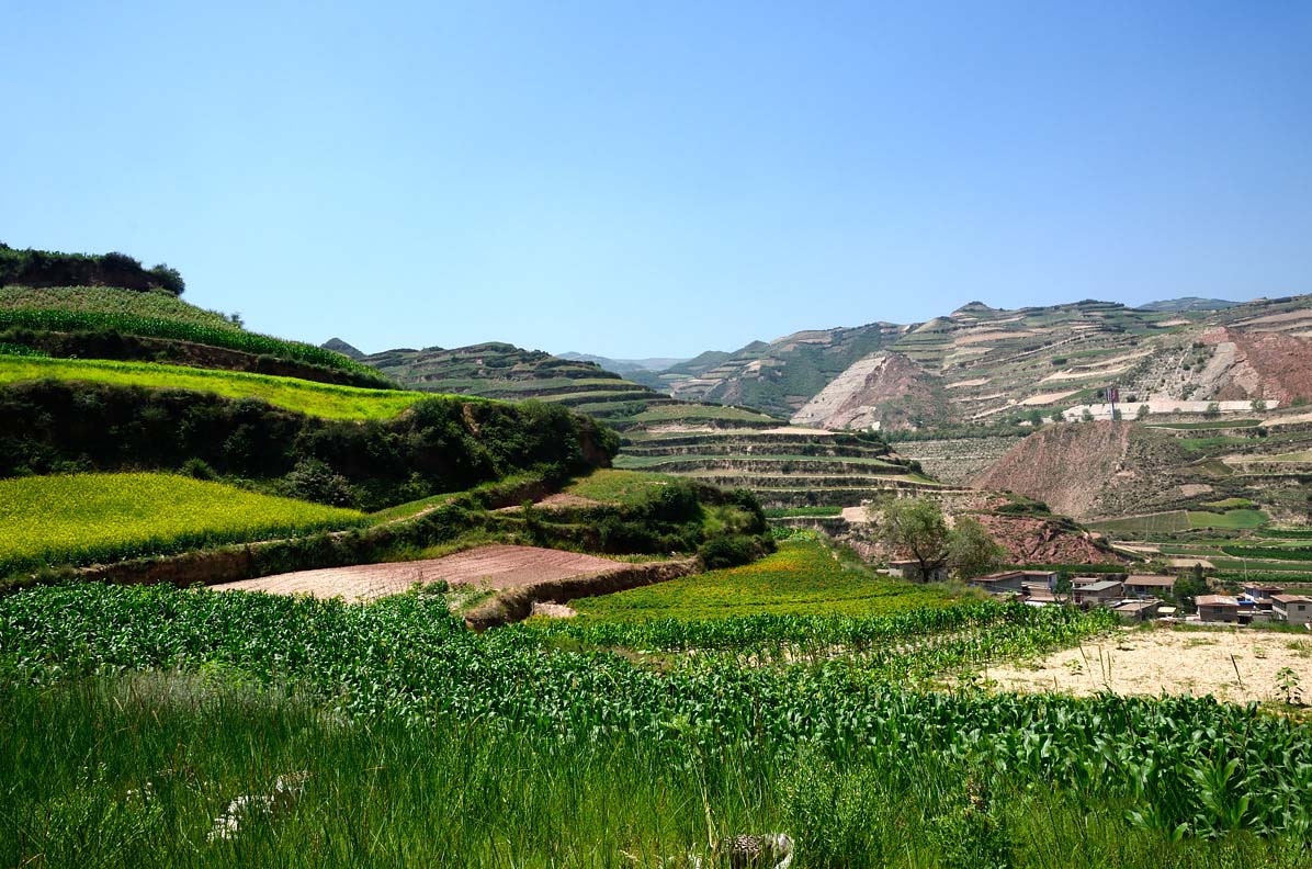 兰州特产百合哪里买最正宗,兰州百合是甘肃省的名优特产