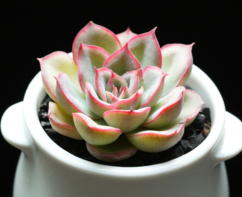 盘点价格贵的离谱商品,盘点贵的离谱的植物