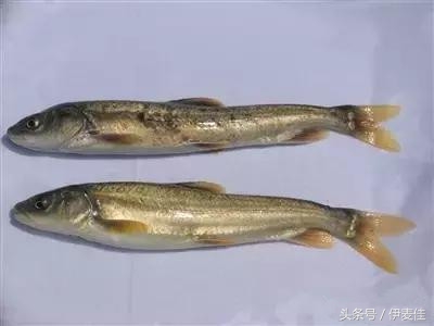 青海湟鱼科普介绍,湟鱼科普小知识