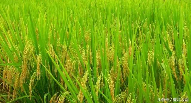 我来自廉江农村，你愿意跟我结婚吗？