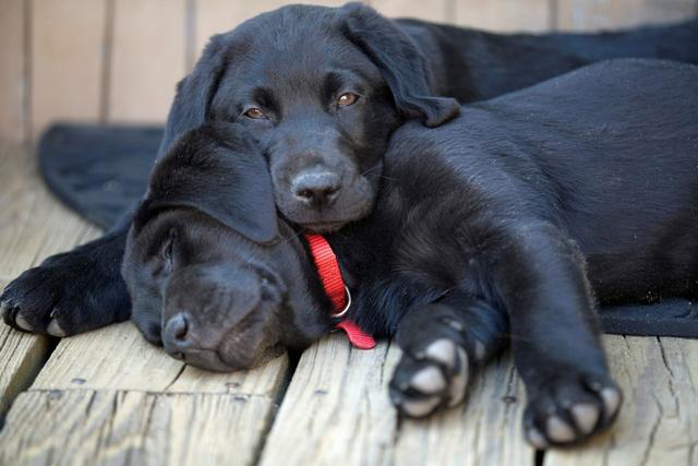 狗狗做绝育有啥并发症,狗狗绝育和猫咪绝育哪个好