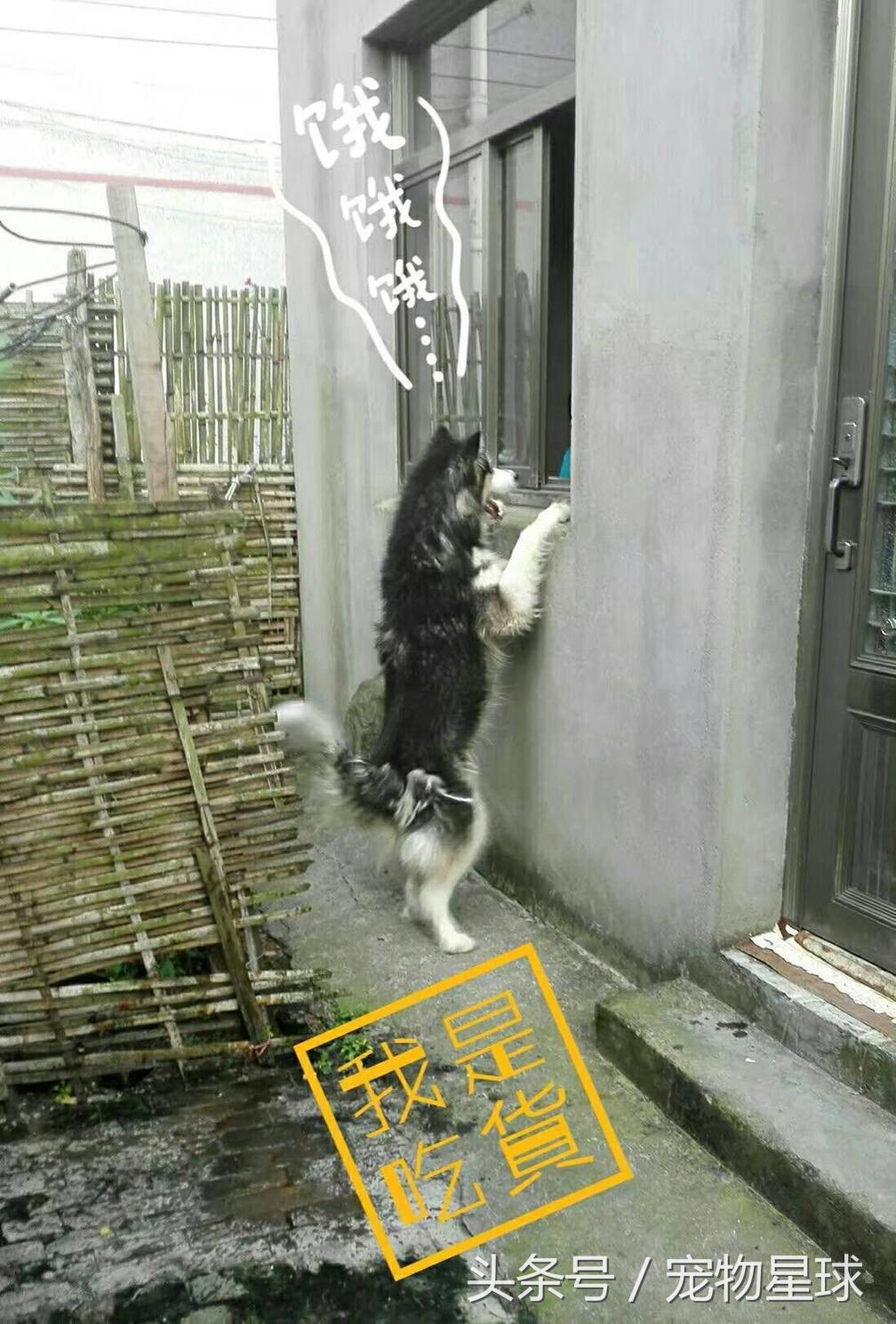 阿拉斯加中暑致死的症状,阿拉斯加生病死亡