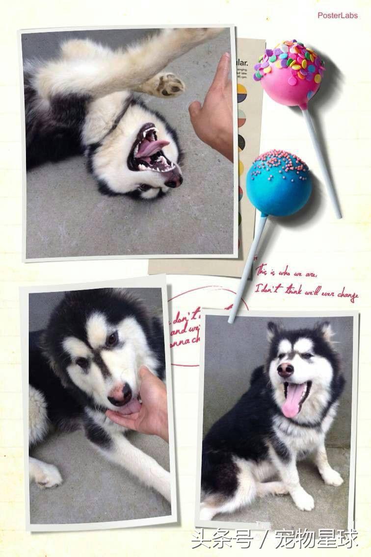 阿拉斯加中暑致死的症状,阿拉斯加生病死亡