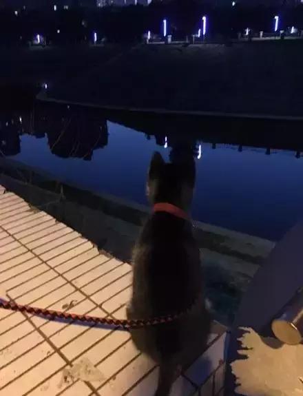 网购时商家送了个小面膜,没想这么小,给猫试了下,结果……