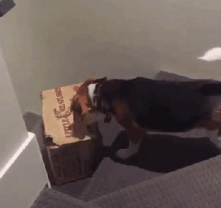 网购时商家送了个小面膜,没想这么小,给猫试了下,结果……