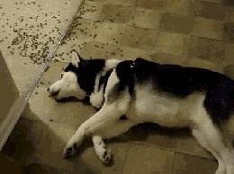 为什么可以养大狗不能养大猫,如何养好一只大狗