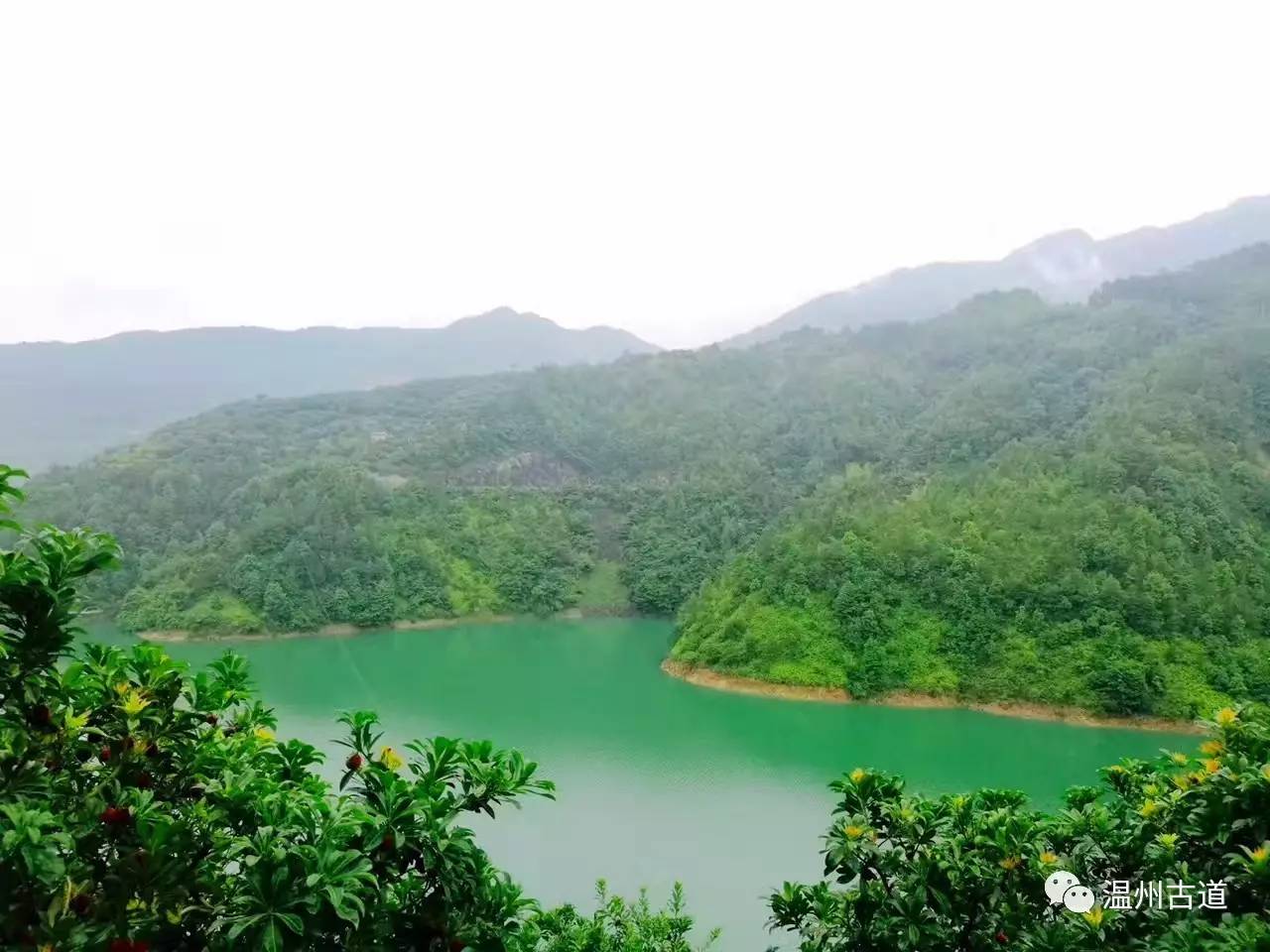 文成县珊溪水库地图,正宗文成珊溪水库有机鱼