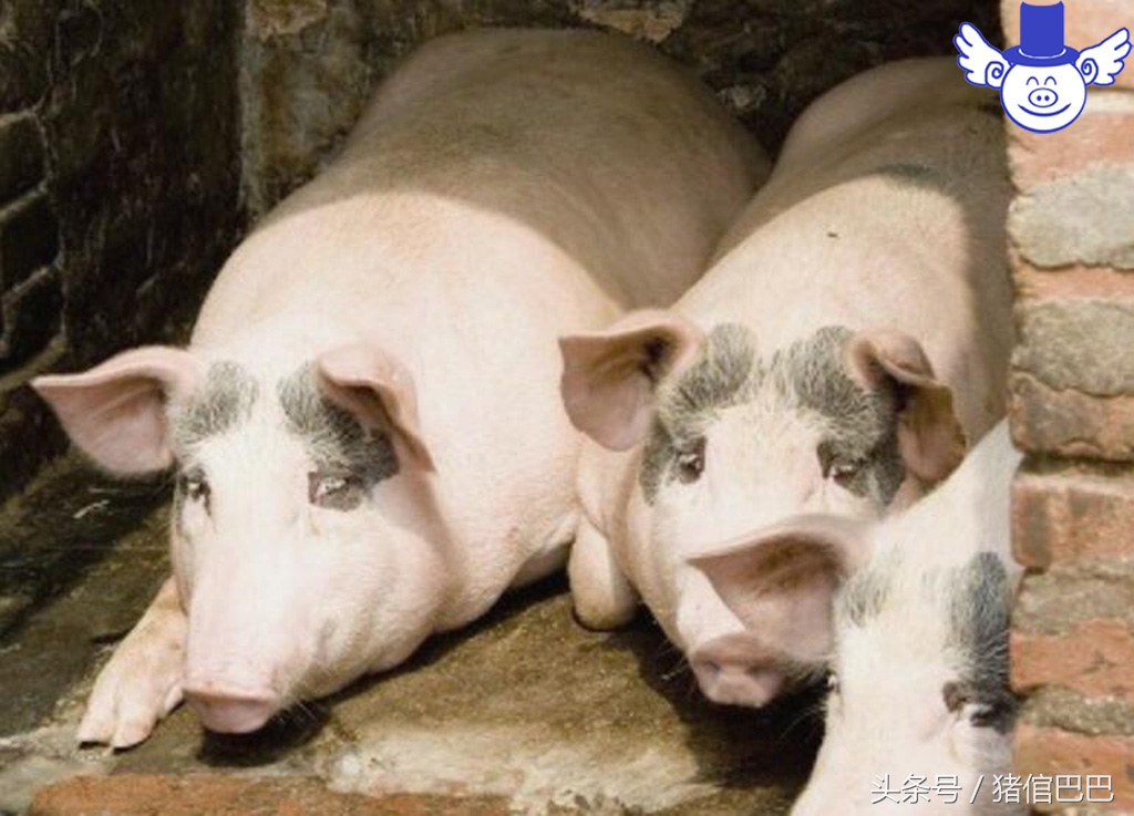 如何辨别猪流感和非瘟,如何辨别猪的病