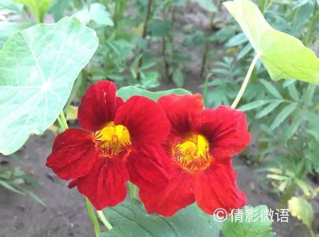 倩影留痕｜承德·丰宁坝上草原游记