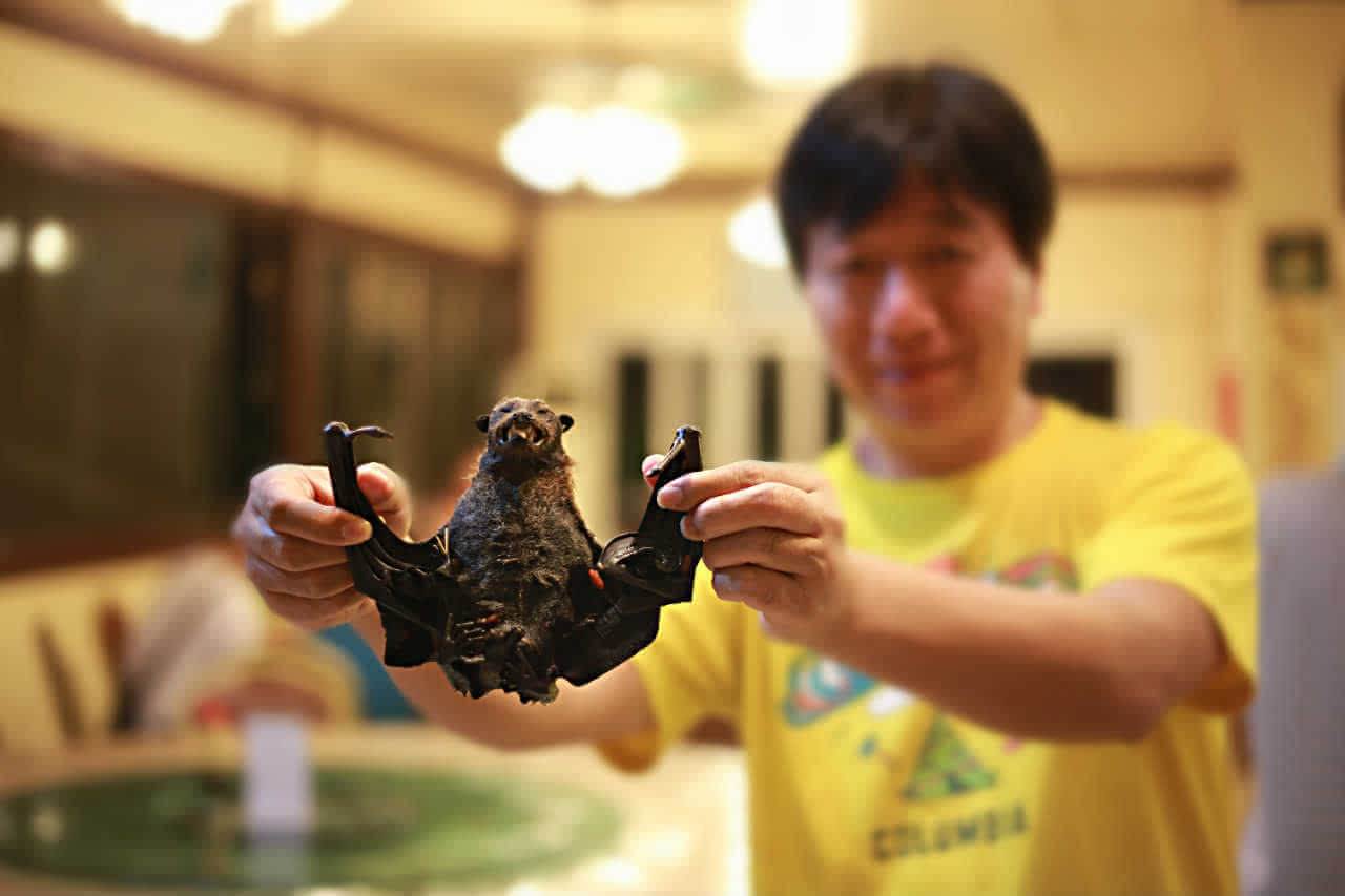 帕劳有什么玩的,帕劳出行攻略