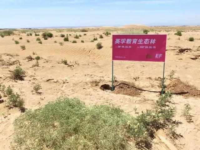 偷能量的树苗,偷能量种树