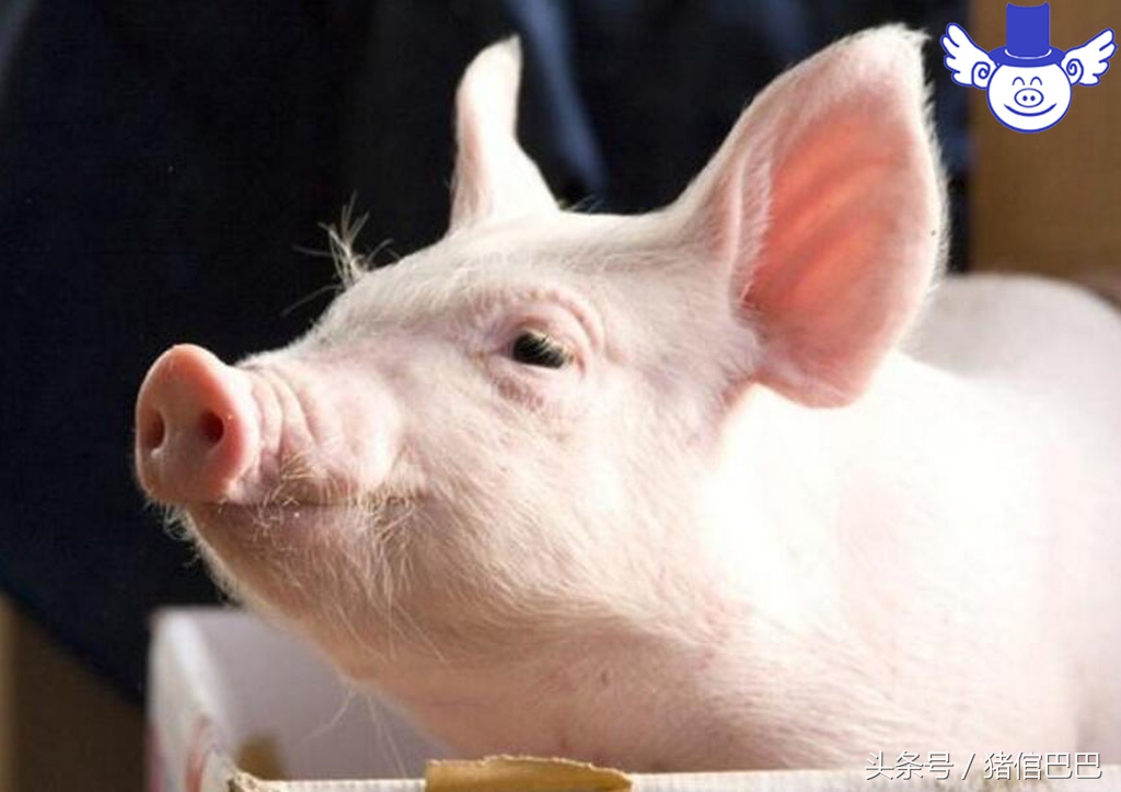 生姜对治疗猪拉稀有哪些功效,治腹泻有奇效