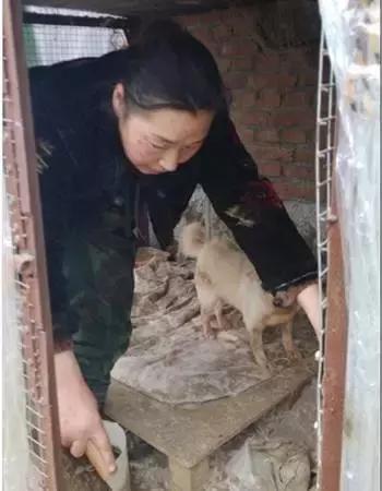 爱心传递：以领养代替购买，济宁300只狗狗求收留