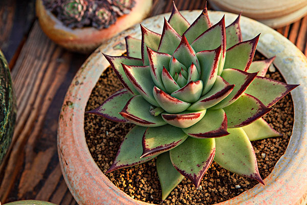 曾经很贵后面沦为普货的多肉,盘点贵到离谱的天价商品