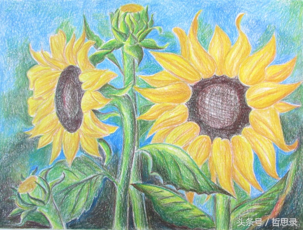 初学者画向日葵的详细教程,向日葵绘画教程简单易学