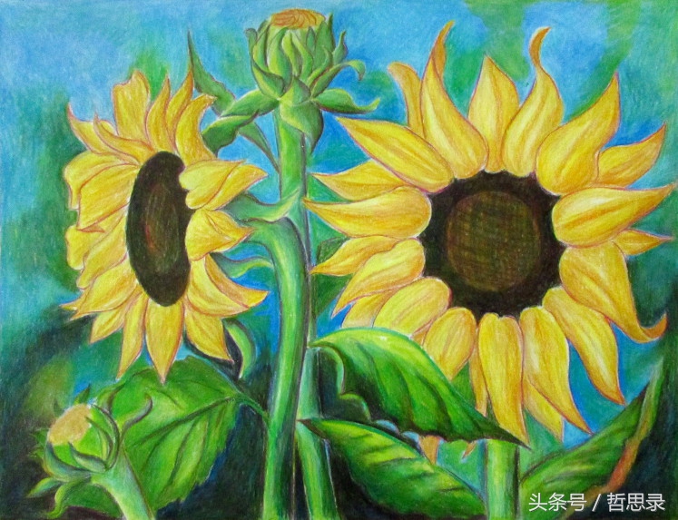 初学者画向日葵的详细教程,向日葵绘画教程简单易学