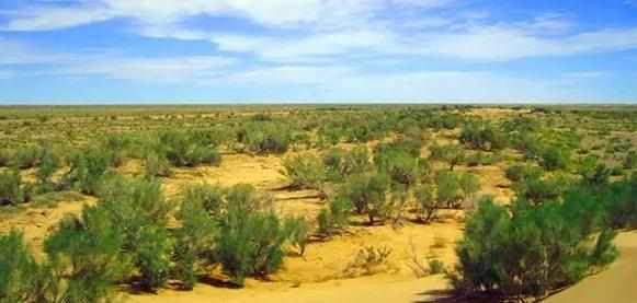 偷能量的树苗,偷能量种树