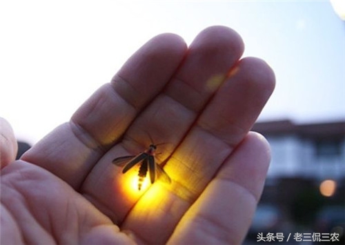 怀念小时候的玩具手枪,80后的童年农村男孩子玩的玩具