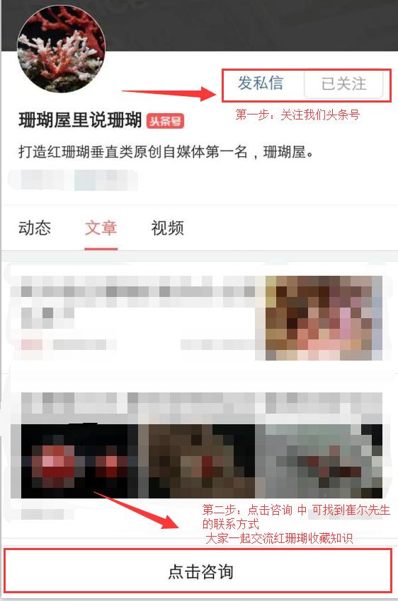 有机宝石珊瑚介绍,珊瑚宝石是什么