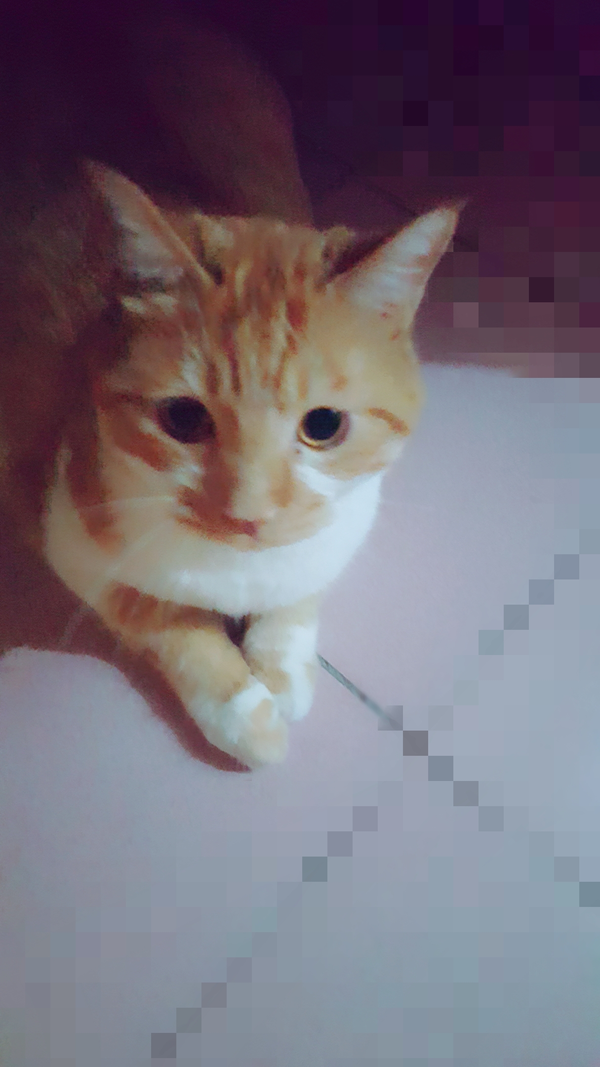 来点福利,新手养2个月小奶猫注意事项