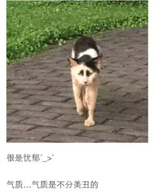 成都流浪猫割双眼皮后的图片,给流浪猫割双眼皮