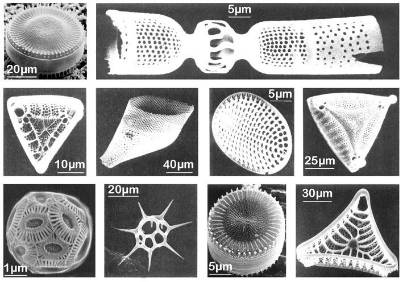 硅藻泥最大的骗局,硅藻泥是不是暴利行业