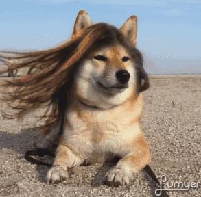 去除头皮屑洗发水哪家最好,草本何首乌洗发水哪家好