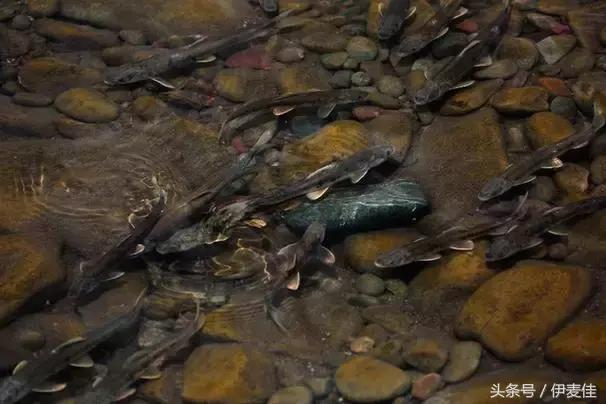 青海湟鱼科普介绍,湟鱼科普小知识