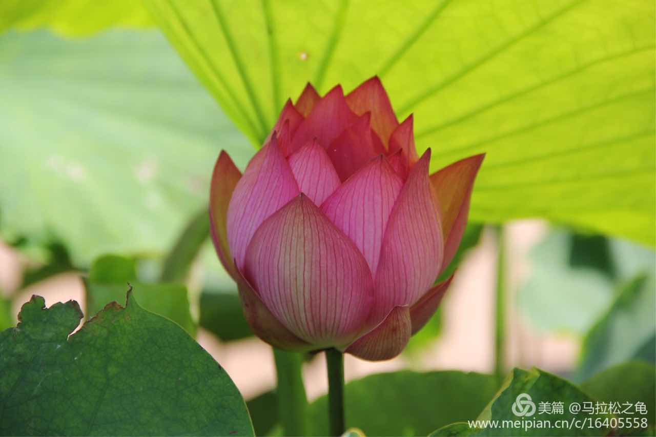 生活精辟格言,生活哲理句子精辟说说