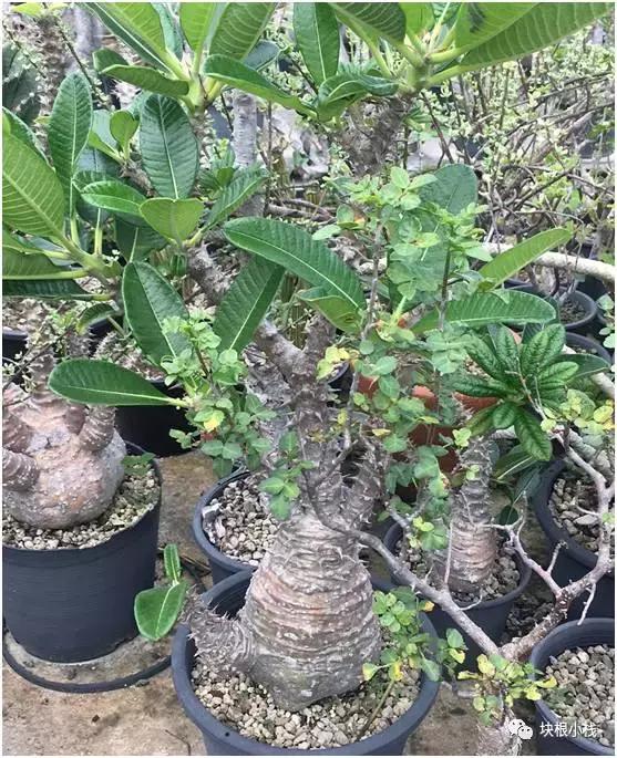 2019上海多肉展仙人球,2023泰国多肉展会直播