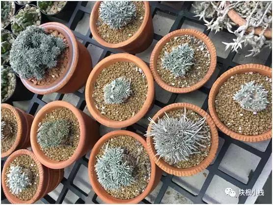 2019上海多肉展仙人球,2023泰国多肉展会直播