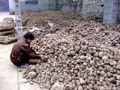 魔芋豆腐一年四季都有吗,魔芋豆腐适合什么季节吃