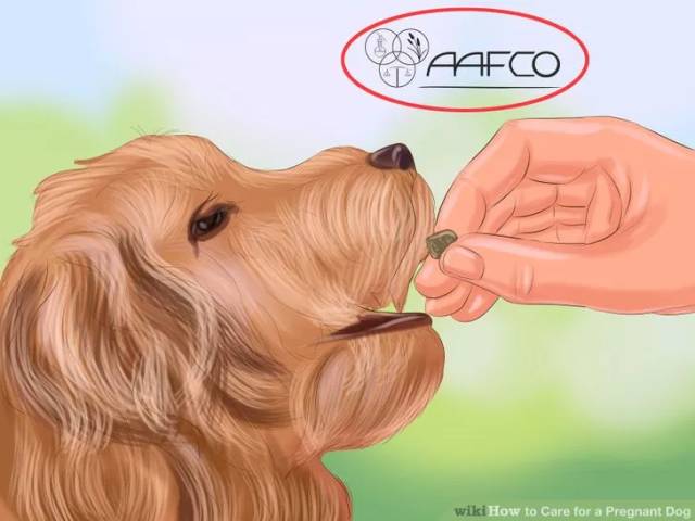 照顾怀孕狗的注意事项,怎么照顾孕期的母狗