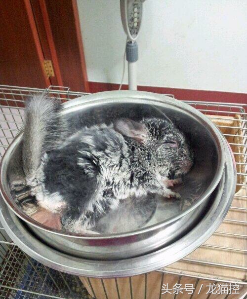 龙猫中暑一般要恢复多久,龙猫中暑解决视频