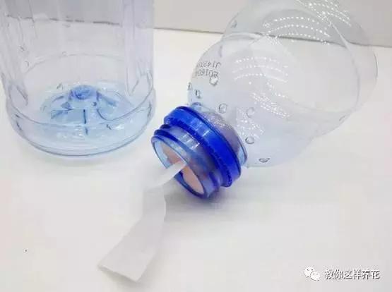 海棠到冬天叶片都掉光了,海棠到夏天就落叶