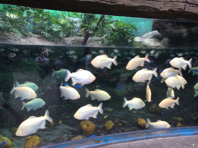 珠海长隆海洋王国游记作文,珠海长隆海洋王国一日游攻略