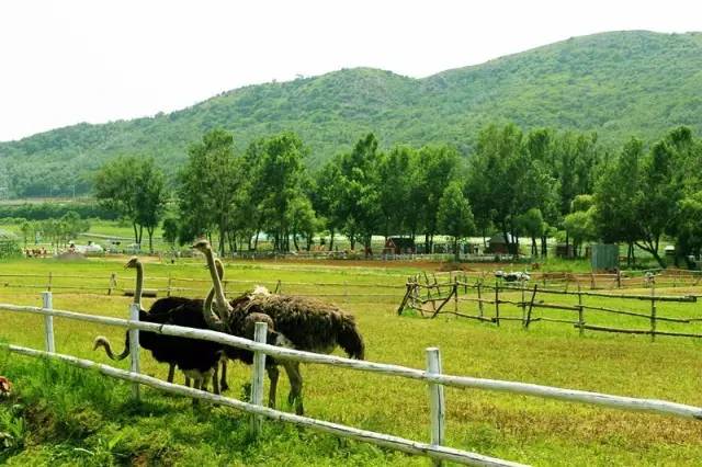 大连牧场旅游景点,大连铭湖牧场附近旅游