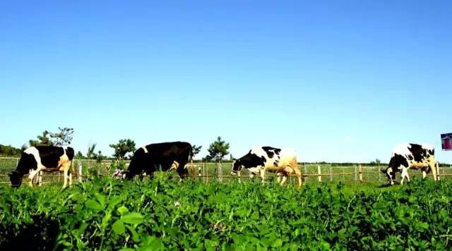 大连牧场旅游景点,大连铭湖牧场附近旅游