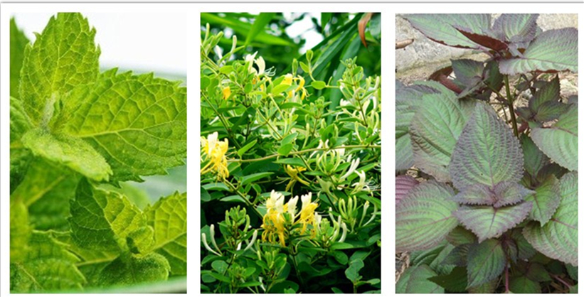 阳台养花三宝,阳台三角梅治愈