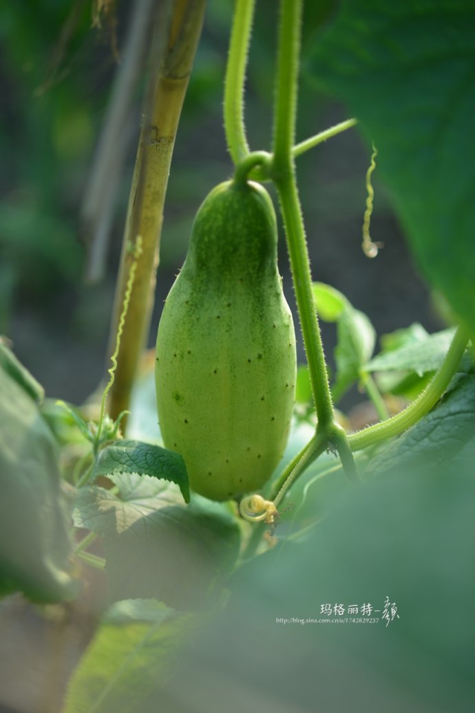植物美图笔记~各种瓜（葫芦科植物）