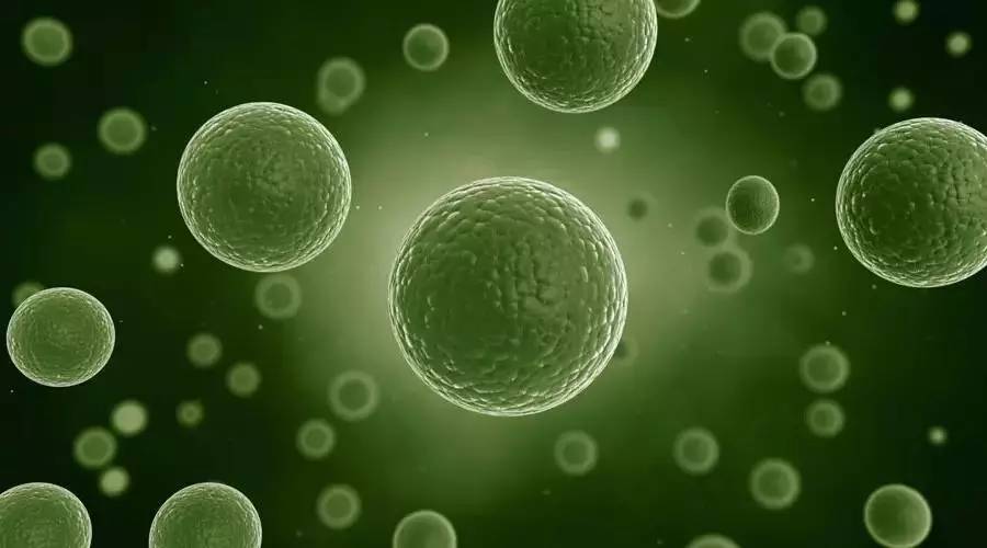 孕妇dha真的有必要吃吗,dha孕妇有必要吃吗是智商税吗