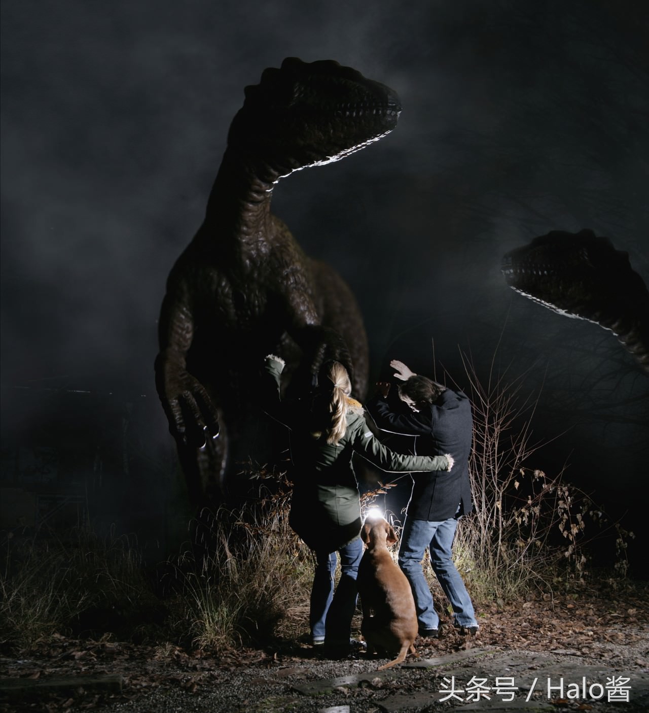 狗有阴阳眼能养吗,狗有阴阳眉