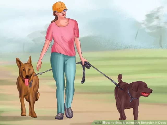 照顾怀孕狗的注意事项,怎么照顾孕期的母狗