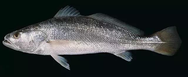 《一啸渔乐》常见的海鱼你认识多少？